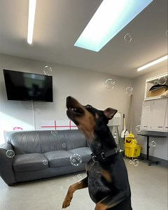 6K views · 155 reactions | Do you have a passion for all things dogs?...