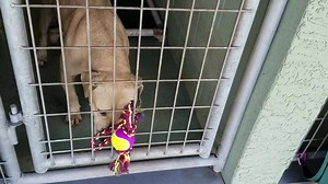 Humane Society of Highlands County on Reels