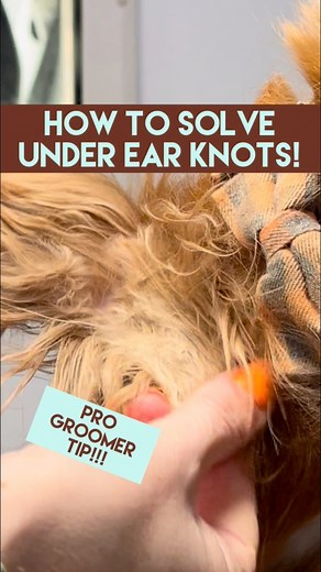 🐾 Tangle Troubles!!! 🐾 Meet Lolly dog, my loyal companion & grooming model! 🐶 She’s often slightly neglected…Look at those under ear knots!!!… I’m a terrible dog mummy 😞 But…Knots like these are par for the course, especially on our beloved spaniels. They’re caused mostly by friction.In this reel, I'm tackling one of those notorious knots - removing it safely with a #10 blade - NOT WITH SCISSORS!!! Prevention is key! Regular brushing and thorough combing through of the ears, can save ya floo