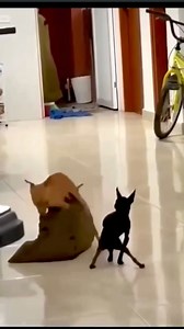 68K views · 492 reactions | Hoy noche de entierro!! 藍藍 𧻓弄 | Helium Bar | Facebook