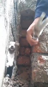 856K views · 10K reactions | ජීවිතයක වටිනාකම දන්න ආදරණීය හිත් ඇති මිනිසුන්❤❤ | Sri Lanka Buddhist | Facebook