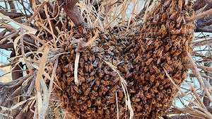 Amazonas: adulto mayor falleció por picadoras de abejas africanas en su parcela de frutales en Bagua
