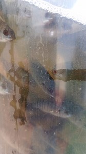 Live fish fingerlings in a plastic tubing for transport. | Samuel Kairu