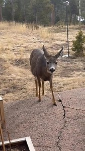 From Sally Berryhill “My “deer” friend visits me almost everyday in Conifer, CO” | James Spann