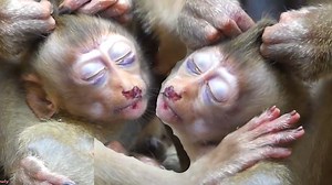 2K views · 70 reactions | That So Shoucking Heart Baby Rainbow !!! She Not Comfortable ..Please Don't Disturb Her While She Sleep. She More Rest As She Can Do | Newly Monkey Tube | Facebook