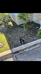 Meet KOJU, a handsome male Braque Francais (Pyrenean Type) puppy...