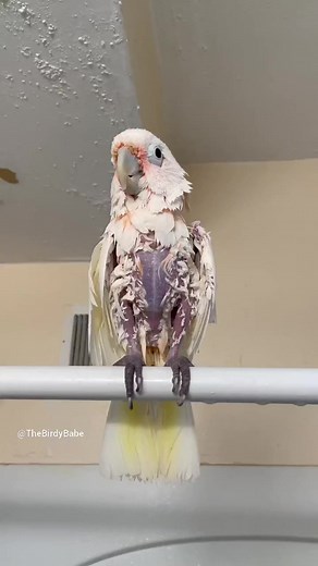 18 reactions |  Squeaky Clean Boo Alert!  Our lovable Goffin's cockatoo has just had a refreshing shower and is ready to flaunt his wet and spotless feathers. Experience this adorable moment and join us in celebrating good hygiene for our feathered friends! 列✨ #CleanCockatoo #BooTheGoffin #WetFeathers | The Birdy Babe | Facebook