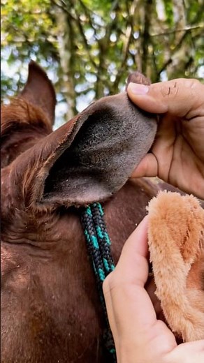 What’s Hiding Inside This Horse’s Ear?