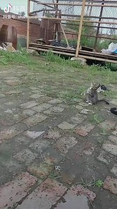 3.3M views · 7.7K reactions | cuplikan serial pendekar rajawali | Ikatan Kucing Indonesia (IKI) | Facebook