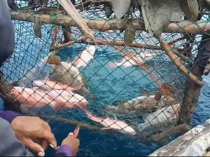 3.1K views · 168 reactions | Full of red snapper and grouper fish, simple fish traps | Zami Akbar | Facebook