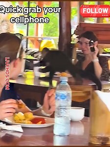 Hilarious antics of monkeys causing chaos! | Alien Relics