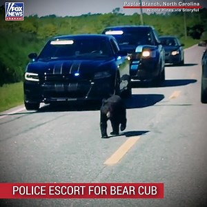 Police officers gave a police escort to a bear cub after it strolled into traffic in Poplar Branch, North Carolina. | Fox News
