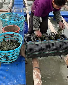 Hand-feeding fish for a special, close-up connection! 🐟🤲✨ | Lilyon DIY