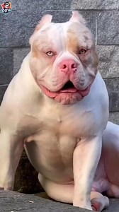 kangal caucashianshepherd boerboel tibetanmastiff alabai centralasianshepherd centralasianshepherddog tibetanmastiffdog kangaldog pitbulldog caucasianshepherddog boerboeldog alabaidog strongestdogs top5strongestdogs top10strongestdogs top12strongestdogbreeds top10strongdogbiteforce topbravestdogs dogs bravestdogs topstrongestdogs topstrongestdogbreeds top10strongestdogbreeds top10strongestdogs top10strongestdogbreedsintheworld strongestdogbreeds top5strongestdogbreeds top5strongestdogbreedsinthe