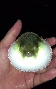 Beautiful fish | Harekrishnamart.com