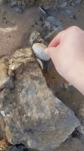 clip-3572382399-pick-seashells-by-sea-your-hands