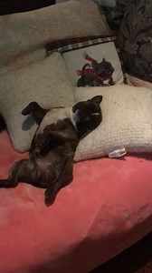 Good morning everybody Shared by @Patrick Miller | French Bulldog Shop