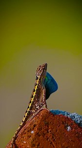Male Fan throated lizard - 🎥: wildlife.ayush #instareptile #reptilesofinstagram | Insta reptile