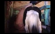 Thick mature housewife opens her legs for bestiality sex with a horse while hubby witnesses