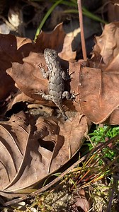 Fence lizard (Sceloporus undulatus) found today. | Critters Of The World & Southern Outdoor Education
