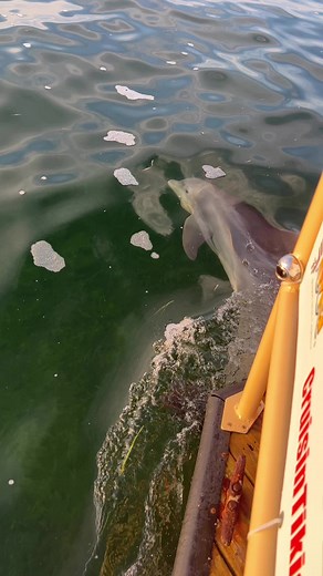 Pure joy with a dolphin escort aboard Cruisin' Tikis Key Largo. 🐬 🎥 JoNell Modys | The Florida Keys & Key West