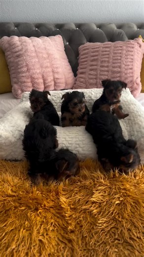 teacup_puppies_for_adoption on TikTok