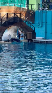 171K views · 994 reactions | Nalani and Malia in action #orcas #female #killerwhales #seaworld | Travisandcousins | Facebook