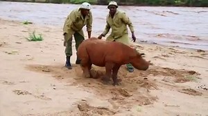 Bring hope and happiness with an adoption this Christmas Every orphan in our care has a story. Some saw their mothers killed by poachers, others fell down wells or got stuck in watering holes, and still others survived attacks by humans and other animals. Regardless of their past, it's up to us to give them a better future. Help us do that by adopting an orphaned elephant, rhino or giraffe as a gift for a loved one. As part of their gift, they’ll receive a personalised certificate on your chosen