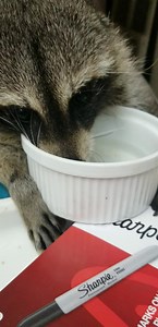 Scooby the raccoon with cerebellar hypoplasia getting a drink of water from the bowl!! | Little Bit Wildlife Rescue
