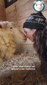 Sheep Leaps For Joy After Getting A Much-Needed Haircut #animals #Shearing #LLAMA | Katie & Darian