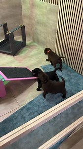 🐕 Adult Labrador Retrievers Looking for Loving Homes 🐕 We also have adult Labrador Retrievers available for adoption. These dogs are perfect for individuals or families who prefer a mature companion without the puppy stage. ✨ About our adult Labs: • Healthy and vet checked • Calm, friendly, and loyal temperament • Well socialized and used to home environments • Excellent companions for families, retirees, or active owners Adult Labradors are affectionate, intelligent, and adapt quickly to new