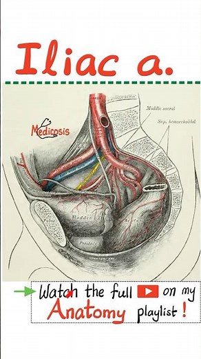 Internal Iliac Artery (IIA), External Iliac Artery (EIA) - Anatomy of Pelvis....#anatomy #physiology