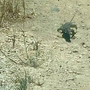 Our first walk in guest during the Quarantine (GCQ) #beach #beachlife #quarantine #quarantinelife #lockdown #lockdown2020 #lizard #lizardsofinstagram | North Beach Camp