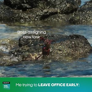 18 reactions | Escaping the office is no less than a survival skill. ​ ​ #SonyBBCEarth #FeelAlive #Crabs #Meme #Wildlife #Earth #Nature #Worklife | Sony BBC Earth | Facebook