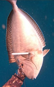 Panghuhuli ng isda gamit ang pamamana #advent #adventurer #AdventureReady #adventureseeker #adventuretravel #fishinglifestyle #spearfishinggreece #spearfishinglife #spearfishingsuperstore #spearfishingnz #spearo #spearguns #spearfishinghawaii #fishingboat #fishingislife #fishingtime #fishingfun #spearfishingworld #spearfishinginternational #fishingvideos #fishinglife #spearfishing #spear #spearfishingaustralia #fishingtrip #fishingdaily #fishingaddict #fishing #spearing #warrenadventure | Warren