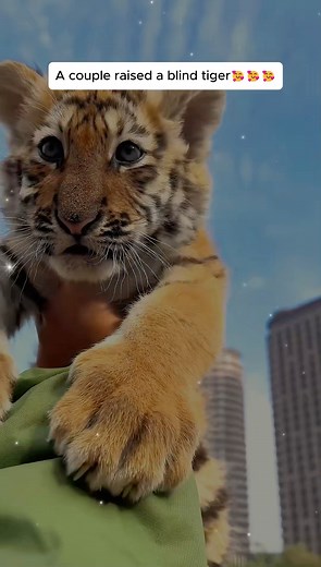 A couple raised a blind tiger #animallover #animalrescue #animalsofinstagram #animalworld #animalplanet #animalslover #rescueanimal #loveanimals #rescueanimals #fypシ #tiger #tigercub | AnimalLove Stories