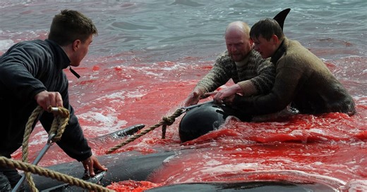 Campaigners call for Labour to suspend deal with the Faroe Islands