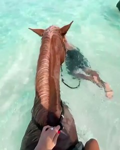 46K views · 1.3K reactions | Noblesse  #horses | Alpha Blondy | Facebook