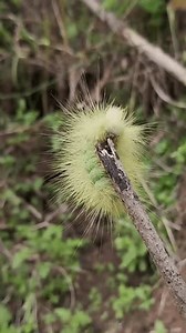 orugas de la especie Calliteara pudibunda,: video de stock (totalmente libre de regalías) 3976834245 | Shutterstock