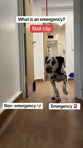 What is an emegency? Our furry friend from our Rayleigh Medivet has some answers! #MyMedivet #Dog #Doggos | Medivet & Partners