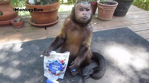 304K views · 14K reactions | MonkeyBoo enjoys a tasty snack!  | MonkeyBoo | Facebook