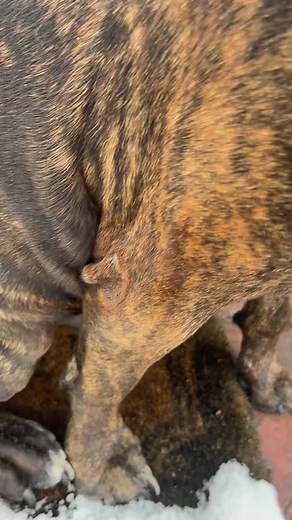 Brindle Dog Close-Up: Cute Canine Features