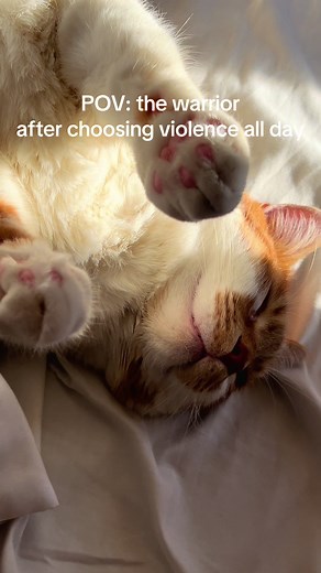 Warrior Cat Needs a Nap After a Day of Chaos