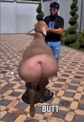#daz #dazgames #dazblack #funny #fyp | altai big tail sheep