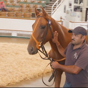 Solid trade at the Tattersalls August Sale saw Maximum Dividend top proceedings at 200,000gns, the highest priced 2YO ever sold at the sale. Full report ➡️ bit.ly/3R4hkVV | Tattersalls