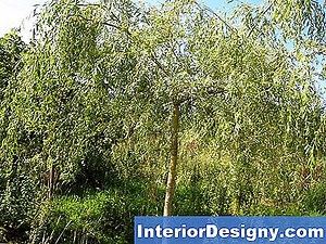Tuin: Salix Caprea Pendula Ziekte - 2026 | Nl.Interior-Designy.com