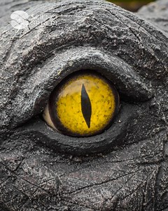 Time to rewrite science books! First ‘Virgin Birth’ Documented in a Crocodile. Research Paper: https://bit.ly/43RnSuq | Science Sphere