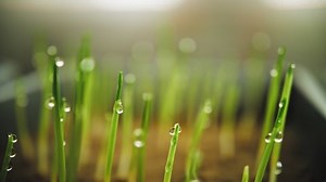 clip-1087891225-sprouted-corn-seeds-close-up-laboratory-container-seed