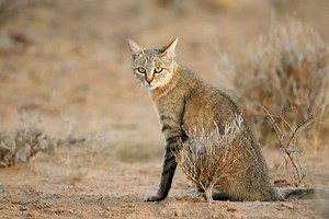 African Wildcat - Myth and Truth