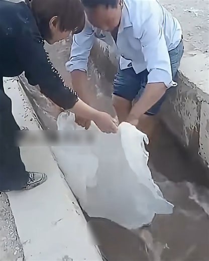 Humans saving the nature together | PittBulls